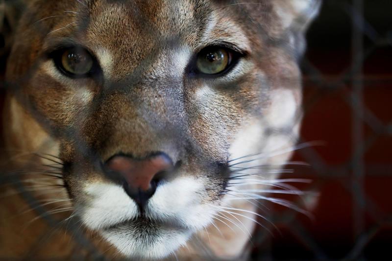 Messi, Neymar y Luis Suárez; tres pumas que viven en el zoológico de la República de Mordovia (EFE)