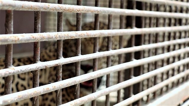 Los jaguares fueron donados por la delegación de Profepa en la zona metropolitana del Valle de México (Cortesía)