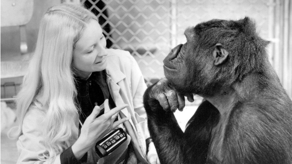 Koko aprendió lenguaje de señas como parte de un experimento. (Twitter: @THR)