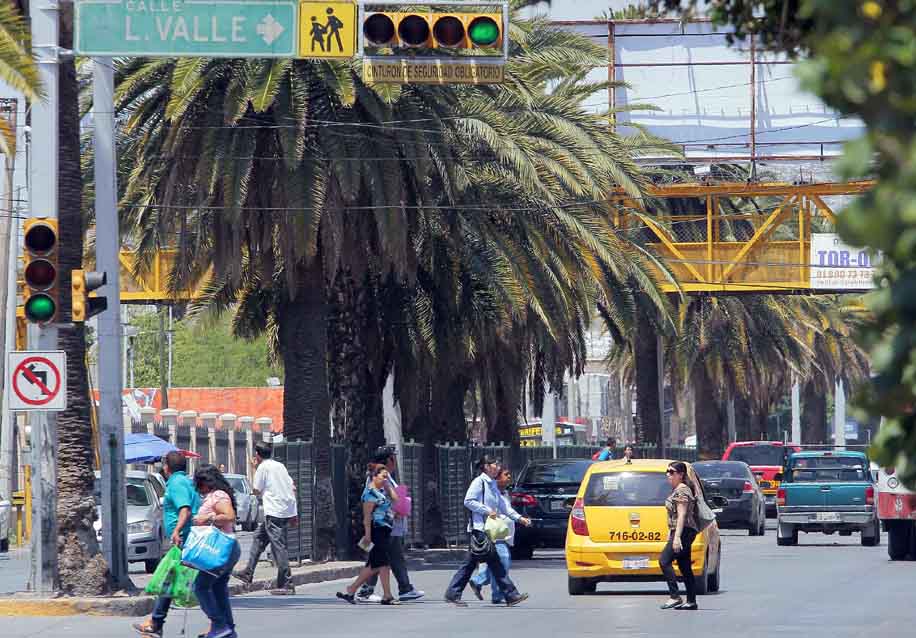 La mayoría de las palmas de La Laguna murieron debido al amarillamiento letal. (Manuel Guadarrama)