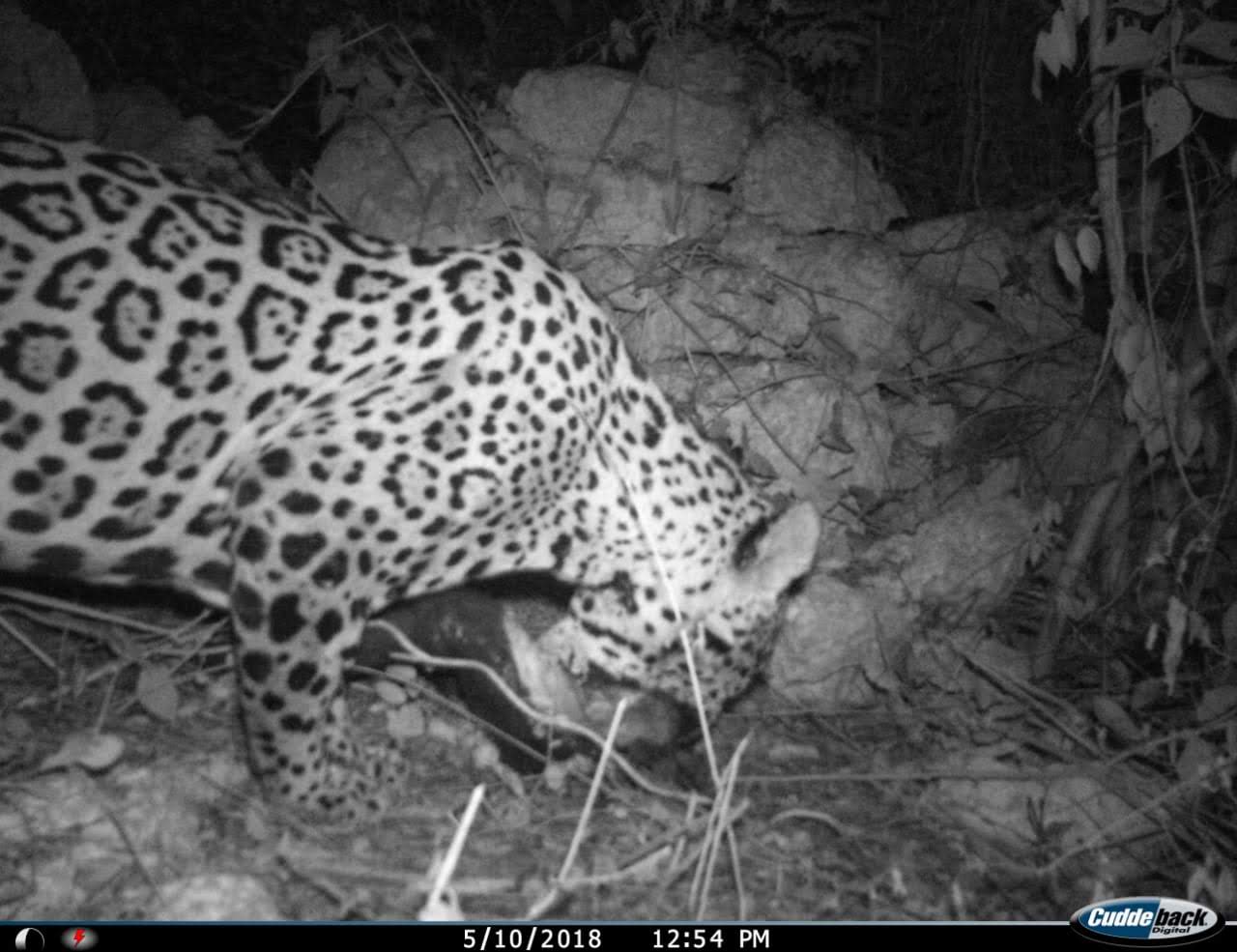 La fototrampa captó al jaguar devorando a una de sus víctimas (Comunidad indígena de Nuevo Durango)