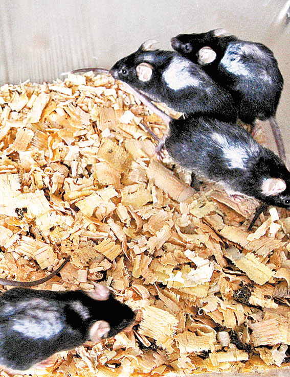 Ratones de laboratorio. (Claudia Guadarrama)