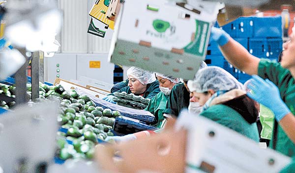 El crecimiento en la exportación de este fruto es el mayor entre los productos agroalimentarios.
