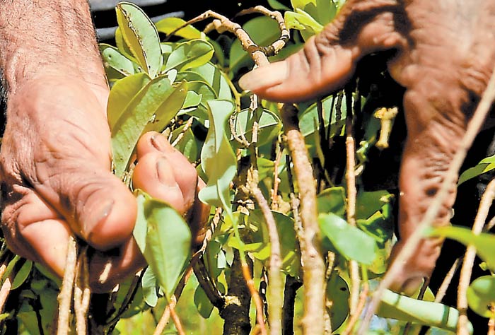 La producción de coca creció 11% en 2017.