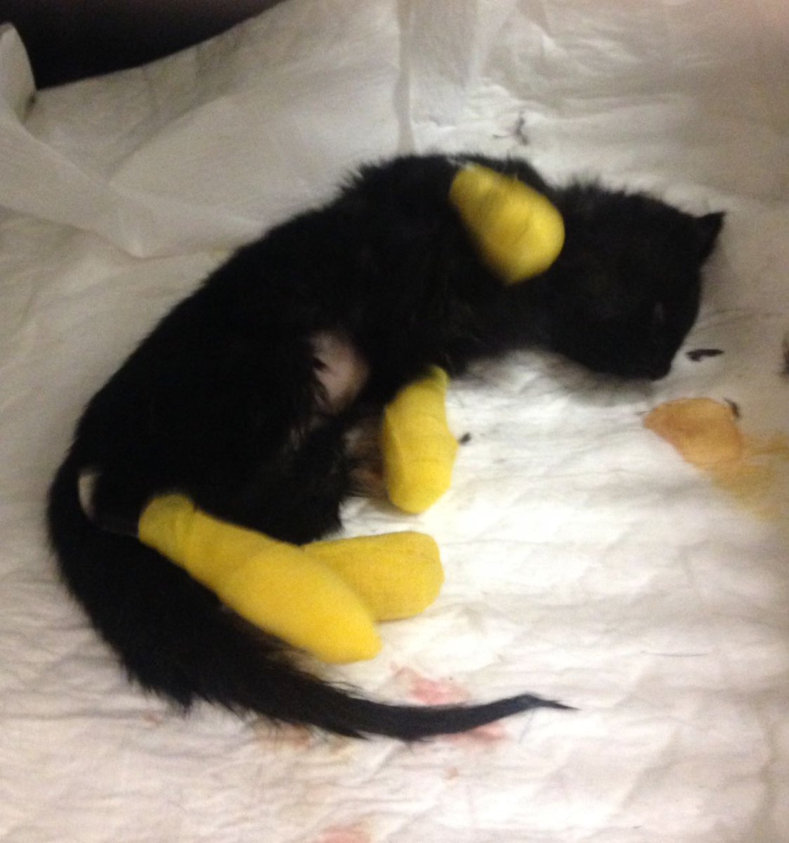 La gatita fue trasladada a un hospital veterinario.