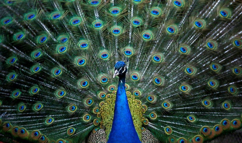 Rusia- Un pavo real extiende sus plumas dentro de una jaula al aire libre en el zoológico de Royev Ruchey. REUTERS/Ilya Naymushin