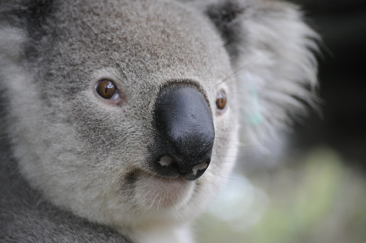 El koala, emblema de Australia, está en peligro de extinción. (Especial)