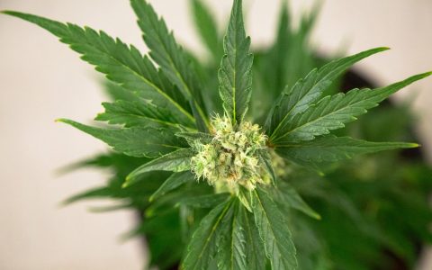 Cannabis medicinal.