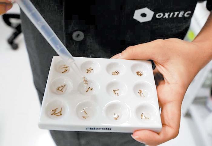 Una dosis en humanos transmitiría un efecto insecticida contra estos mosquitos durante entre 50 y 90 días.