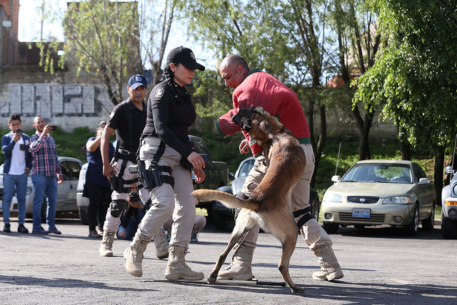 Los ejemplares fueron adiestrados en diferentes especialidades como guardia y protección. (Cortesía)