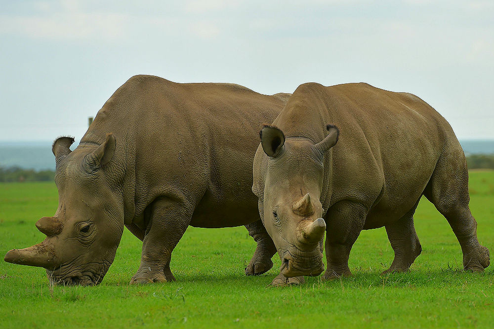 Najin y Fatu, los dos rinocerontes blancos que quedan en Kenya. (AFP)