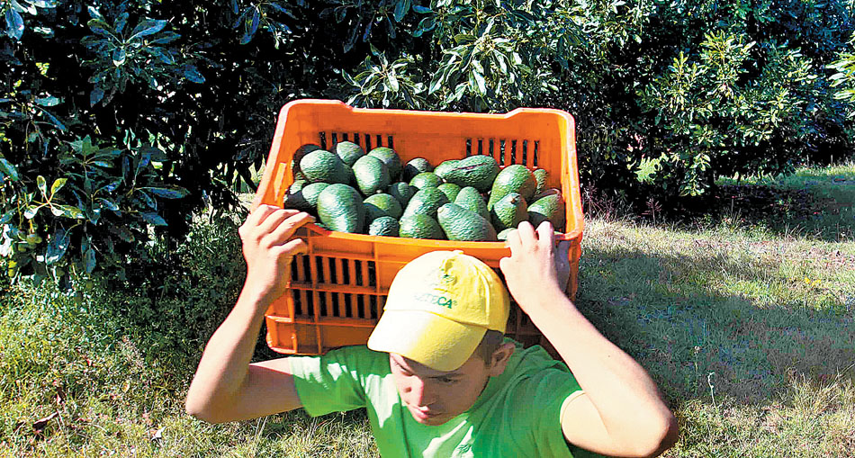 La semilla de ese fruto puede ser una fuente extra de ingresos para los productores. (Jorge Carballo)