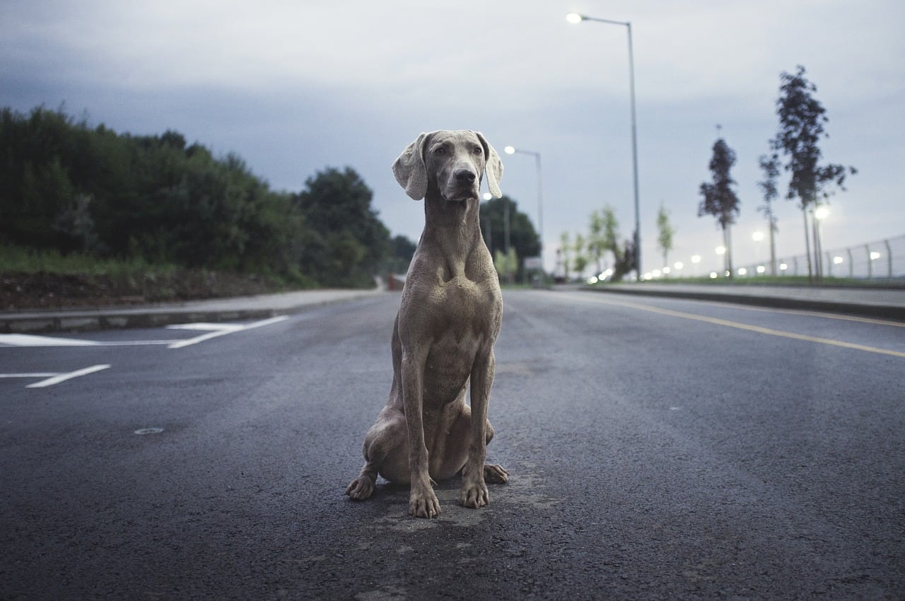 La vejes en un animal de compañía se nota de diferentes formas. (Especial)