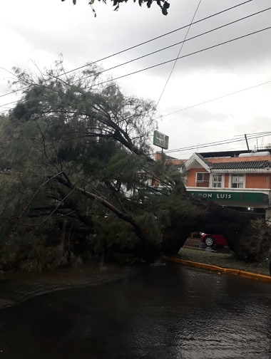 Fuertes lluvias tumban árbol