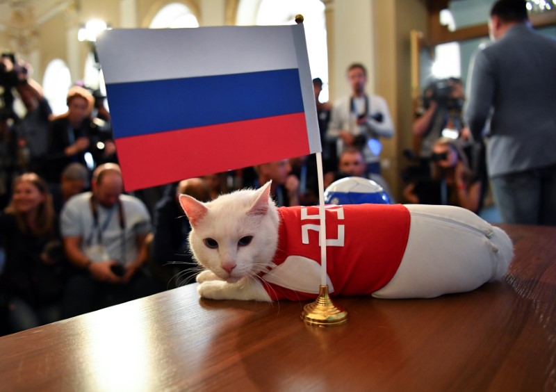 El gato sordo Aquiles (Reuters)