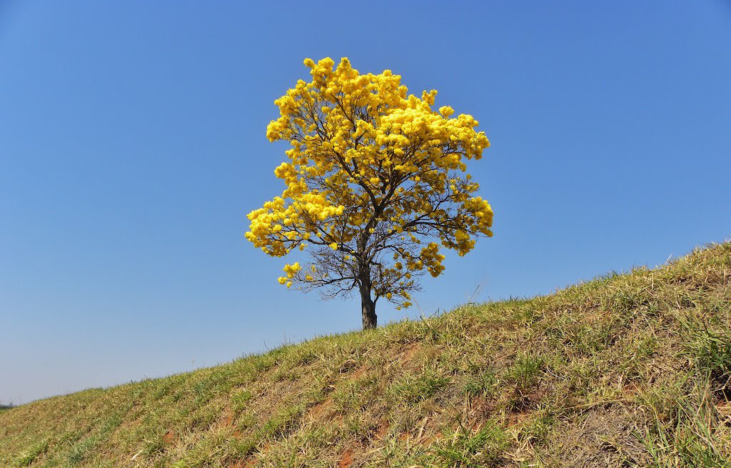 Sin importar el árbol con el que te identifiques, la dependencia invitó a conmemorar este día plantando, cuidando y conservando uno.