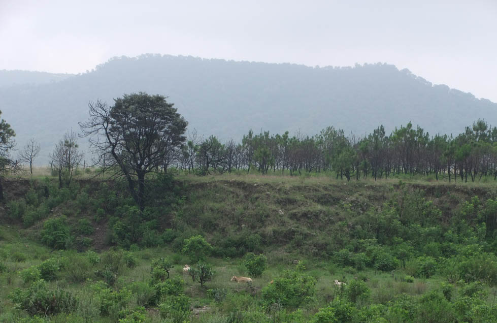 A lo largo de los últimos lustros se han hecho diversas campañas de reforestación en el bosque de La Primavera (Agustín del Castillo)