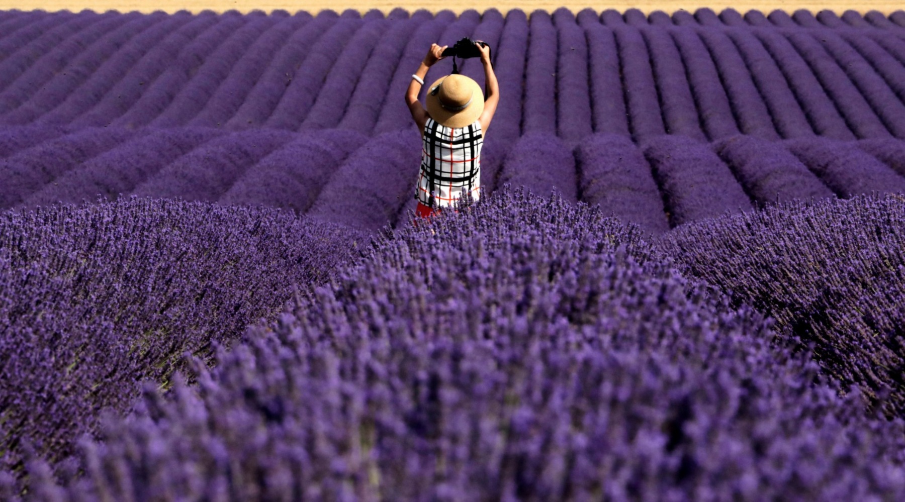 Francia. Un turista chino toma una fotografía en un campo de lavanda en Valensole. (Eric Gaillard | Reuters)