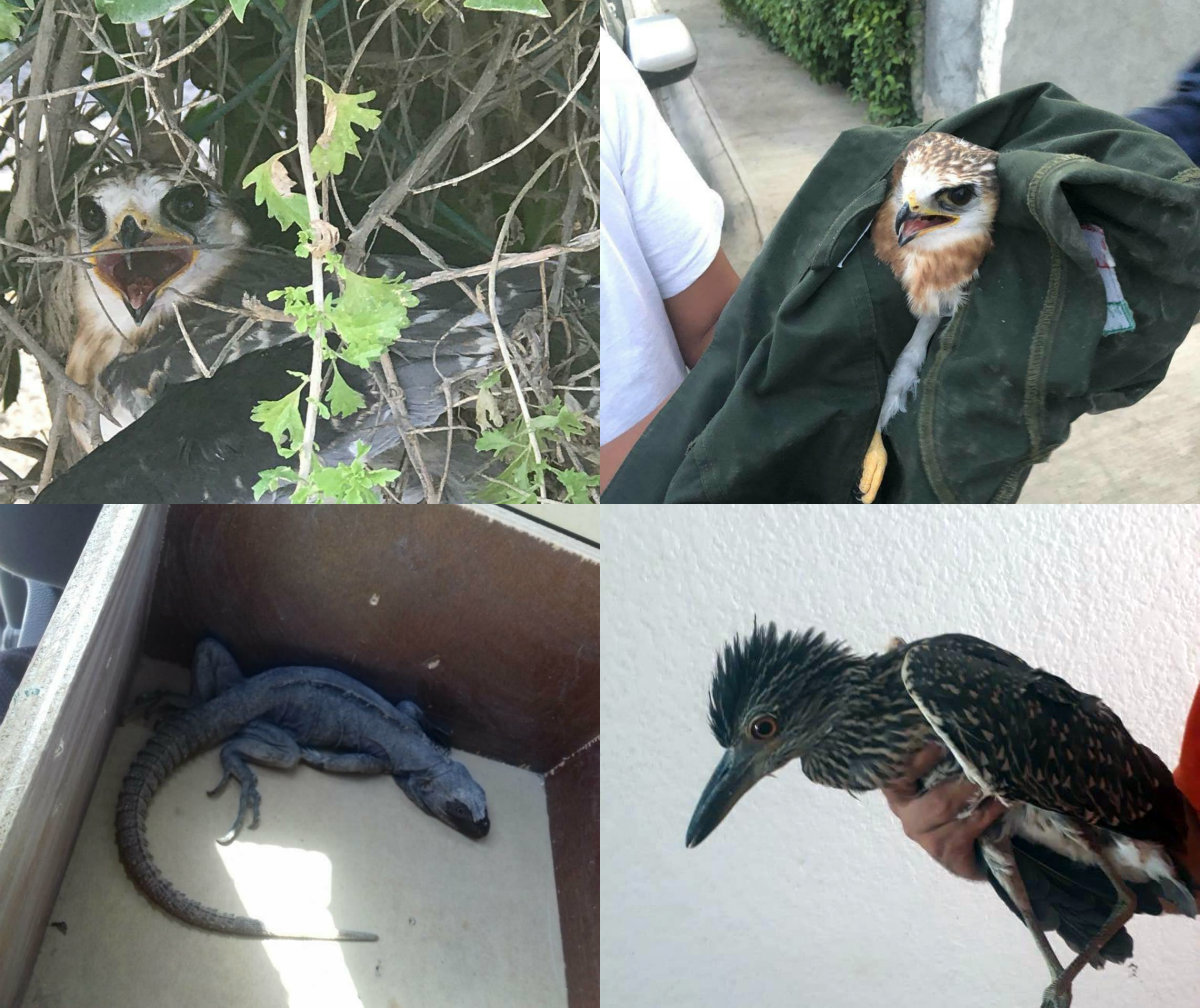 Todos fueron rescatados esta semana en Saltillo. (Especial)