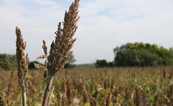 La falta de agua está retrasando labranza en el campo.