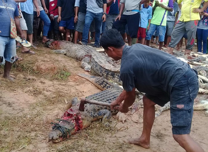 Indonesios mataron a 300 cocodrilos. (Foto: AFP)