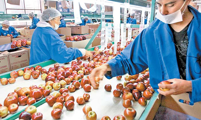 México produce 80 por ciento del consumo nacional de manzana.