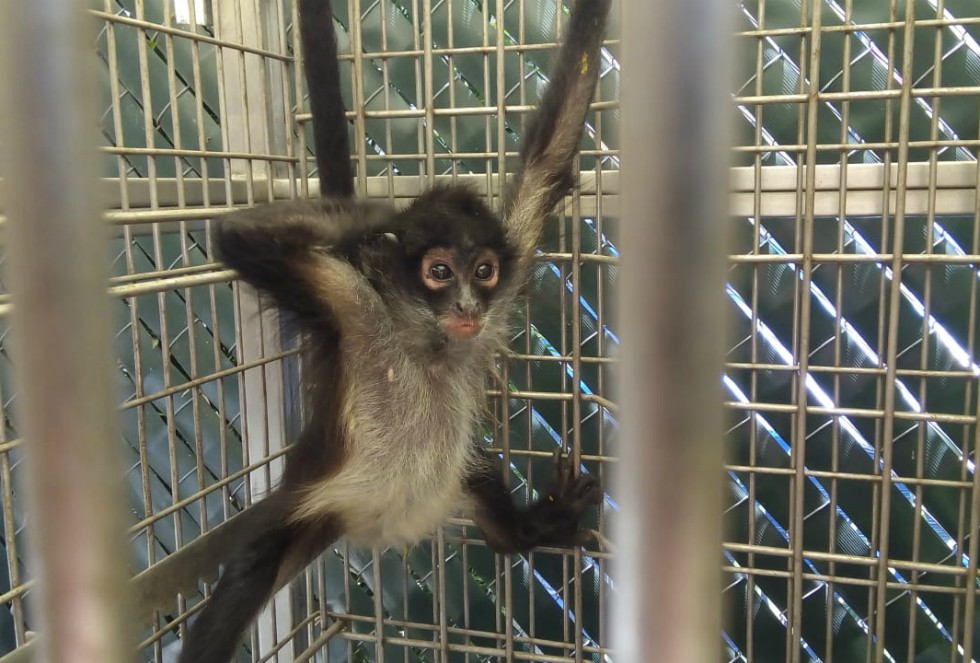 Ambos primates son machos de aproximadamente 1.5 años de edad. (Cortesía)