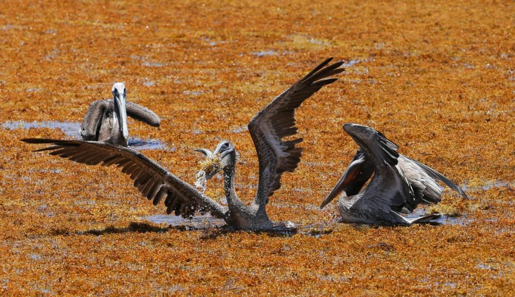 Quintana Roo- Unos pelícanos nadan sobre sargazo que se ha juntado durante estos días en las playas. Cuartoscuro