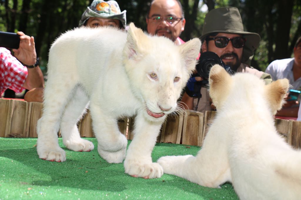 Autoridades aseguran que leones gemelos detonarán el turismo en Tlaxcala (Adolfo Tenahua)