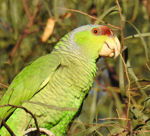 Especie de ave psitácida en protección (Especial)