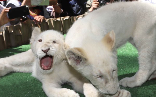 Gemelos de leones blancos fueron presentados en el Zoológico del Altiplano en Tlaxcala.