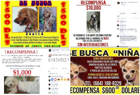 En el grupo de Facebook perritos perdidos en Tijuana ofrecen hasta 10 mil pesos de recompensa por sus mascotas