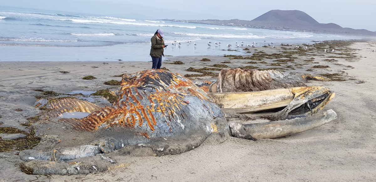 La ballena fue localizada en la playa Punta del Mazo. (Tomada de @PROFEPA_Mx)