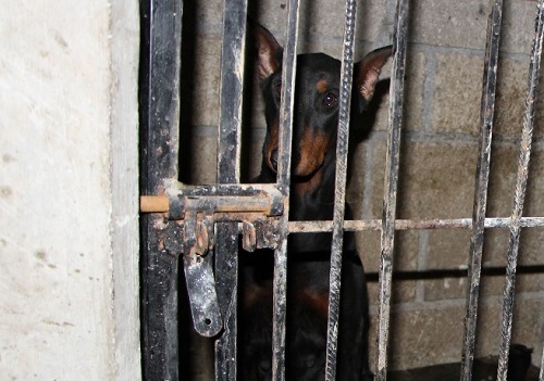 Derechos de los animales. (Especial/Archivo)