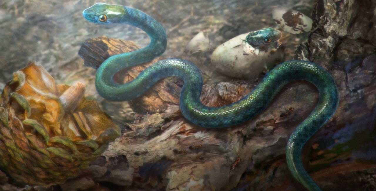 El primer descubrimiento de un antiguo embrión de serpiente, preservado en ámbar de 105 millones de años. (Cheng Chung Tat / Europa Press)
