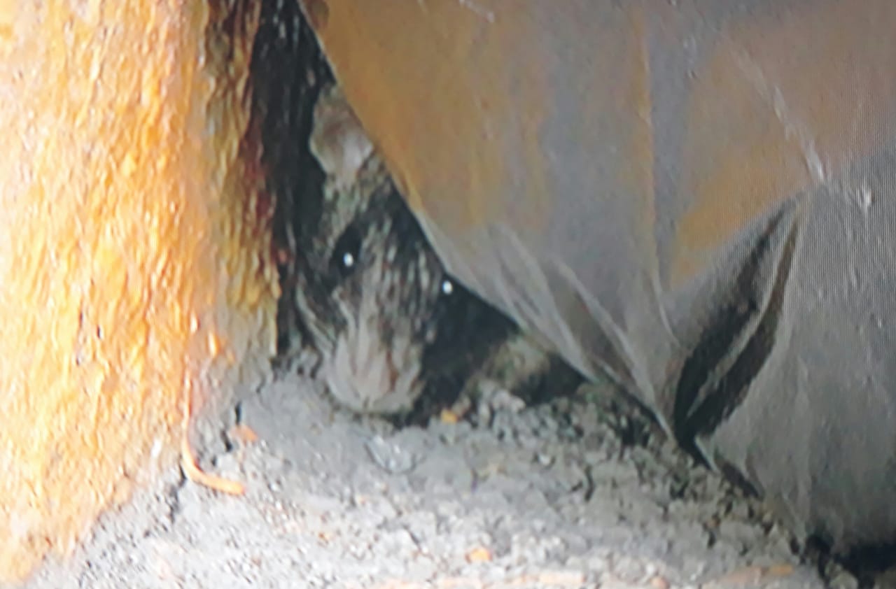 Denuncian plaga de ratas en colonia Ciudad Nazas- Grupo Milenio