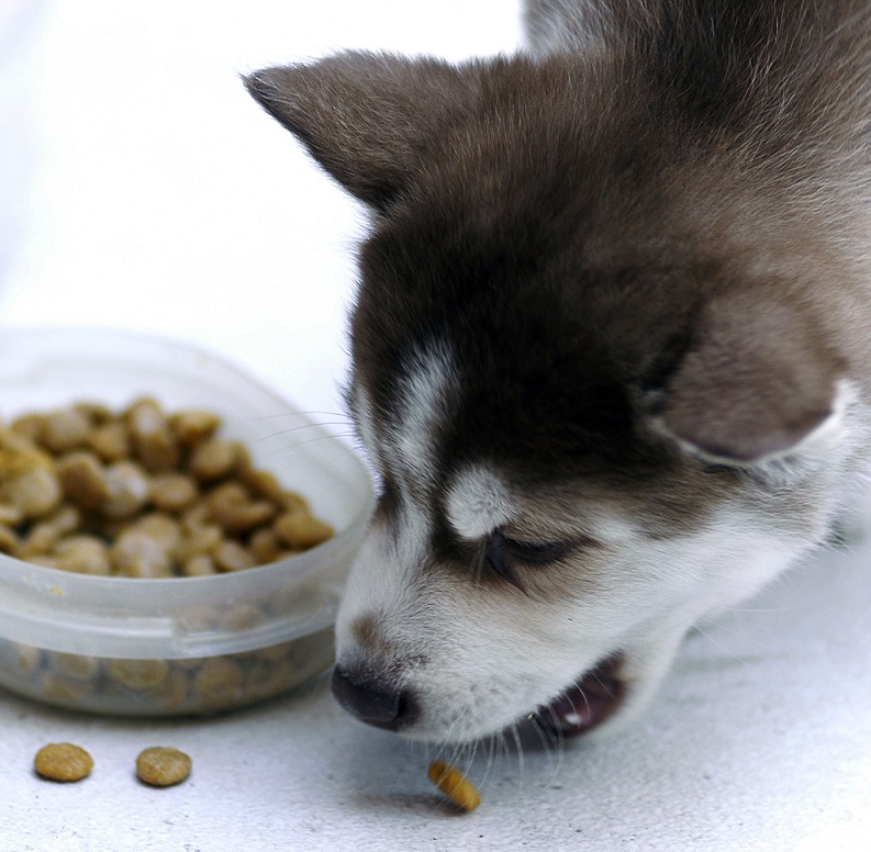 Actualmente, 56 por ciento de los perros y 60 por ciento de los gatos presentan sobrepeso. (Cortesía)