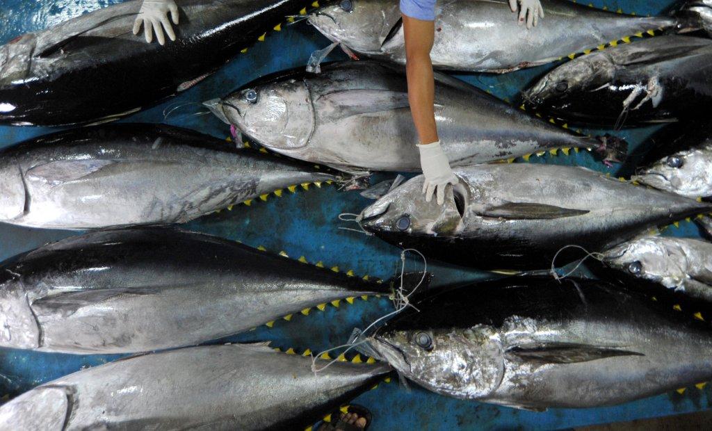Indonesia- Funcionarios de Control de Calidad de Peces examinan un atún fresco en un puerto pesquero. REUTERS