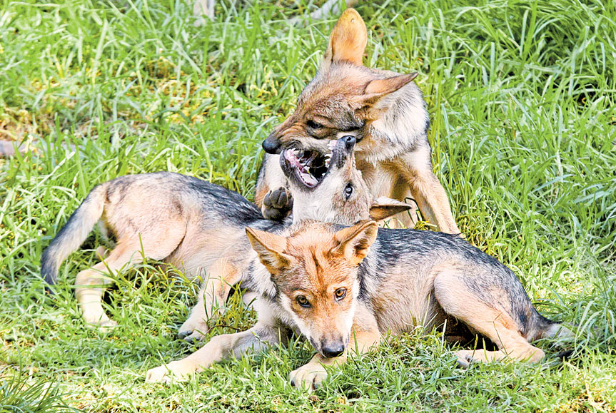 El lobo mexicano, una de las especies afectadas y en peligro de extinción. (EFE)