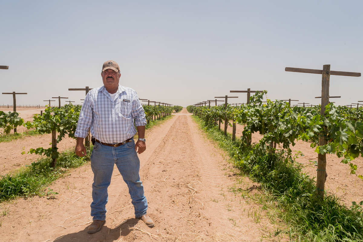 Melones chinos ‘diseñados’ por César García, de Hermosillo para los paladares más exigentes.
