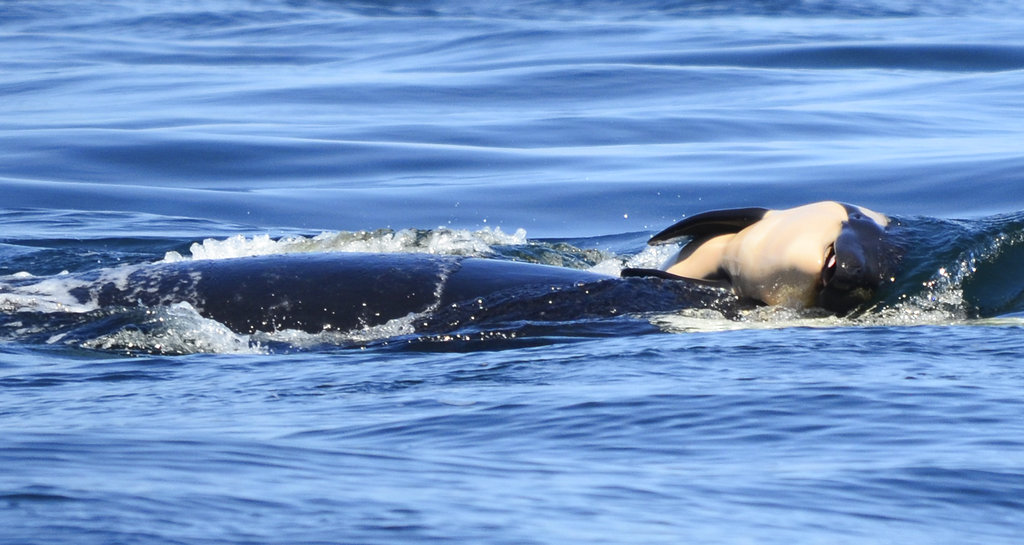 La muerte representa otra falla reproductiva para las orcas que viven en el Estrecho de Puget. AP