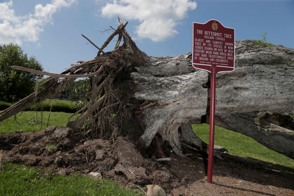 El árbol de más de 200 años fue derribado en Nueva Jersey. (Especial)