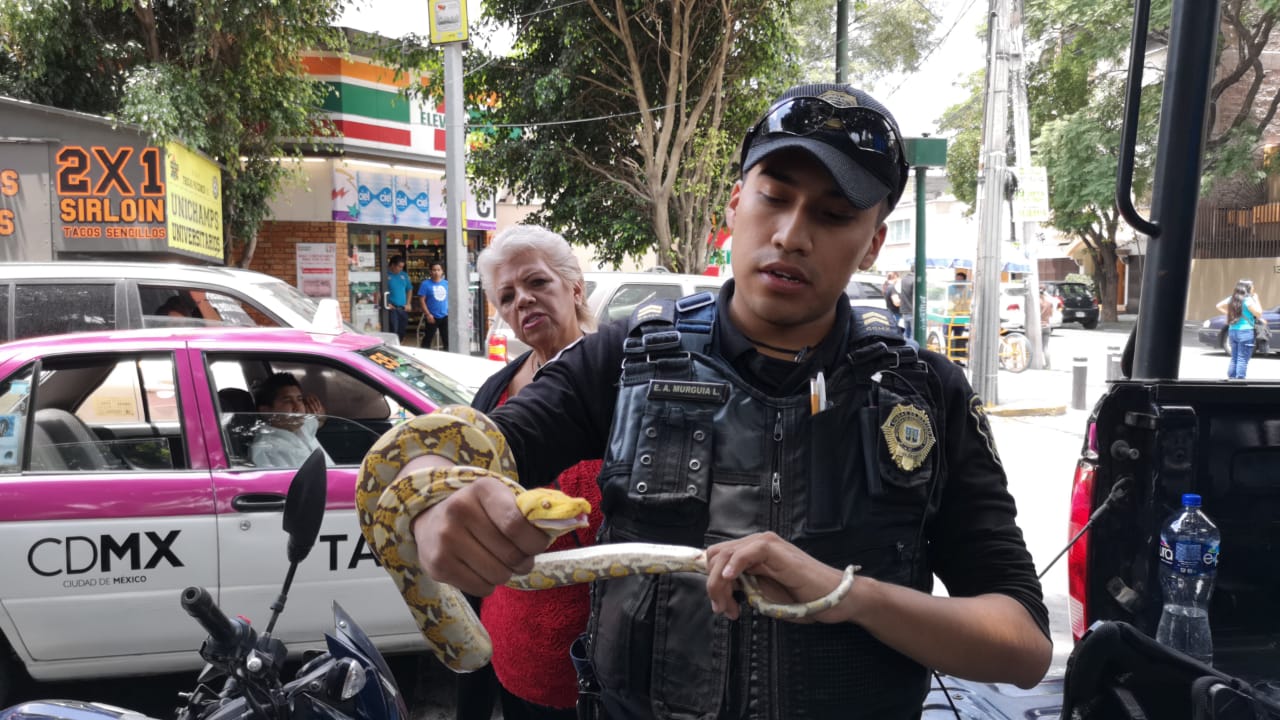 Elementos de la SSP en la Ciudad de México fuerom al lugar y corroboraron que se encontraba la especie. (Jorge Becerril).