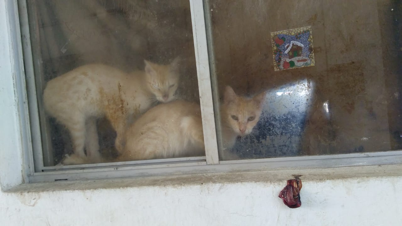 Los gatos pertenecían a uno de los residentes quien desde hace un año y medio dejó la vivienda (Eugenia Gómez)