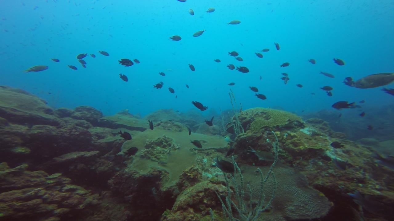 Conexión Milenio. Los peces de los arrecifes