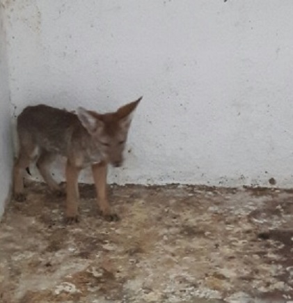 El coyote cachorro fue llevado al Parque Zoológico de León. (Especial)