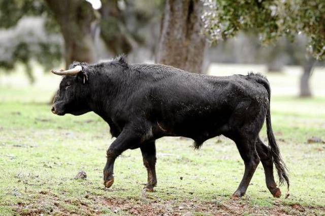 Muere un adulto de la tercera edad tras ser agredido por toro (Especial)