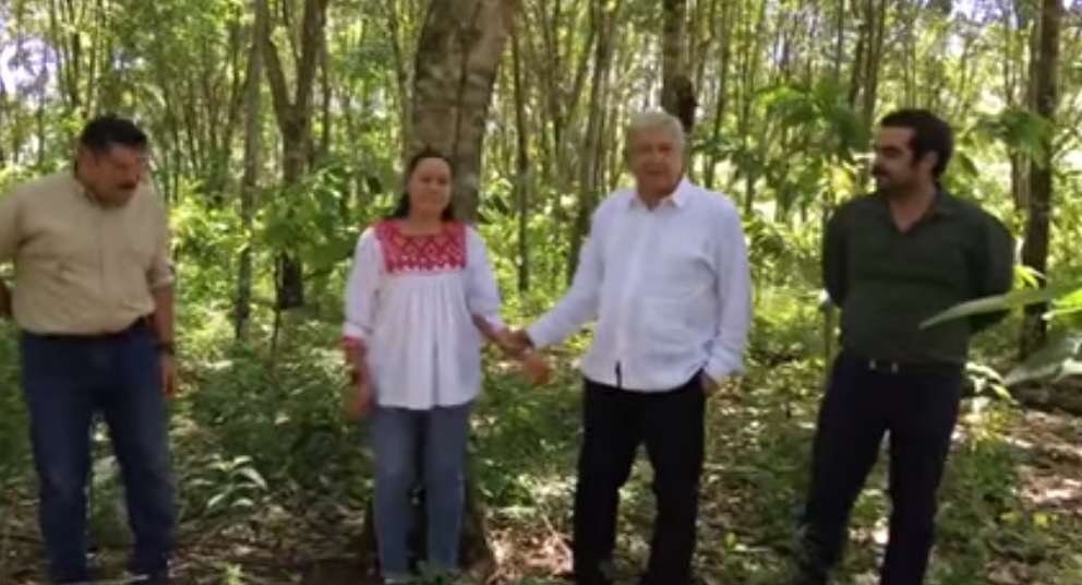 AMLO sobre proyecto de la siembra de árboles frutales y maderables.