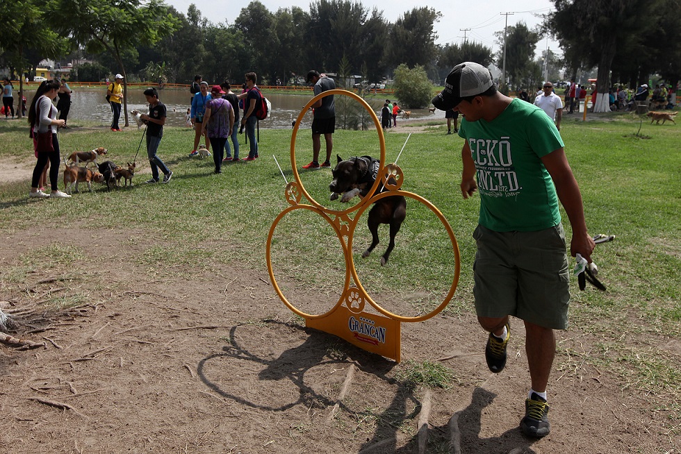 Cuando se sale con el perro es necesario llevar siempre una correa y bolsas para limpiar el excremento. (Milenio)