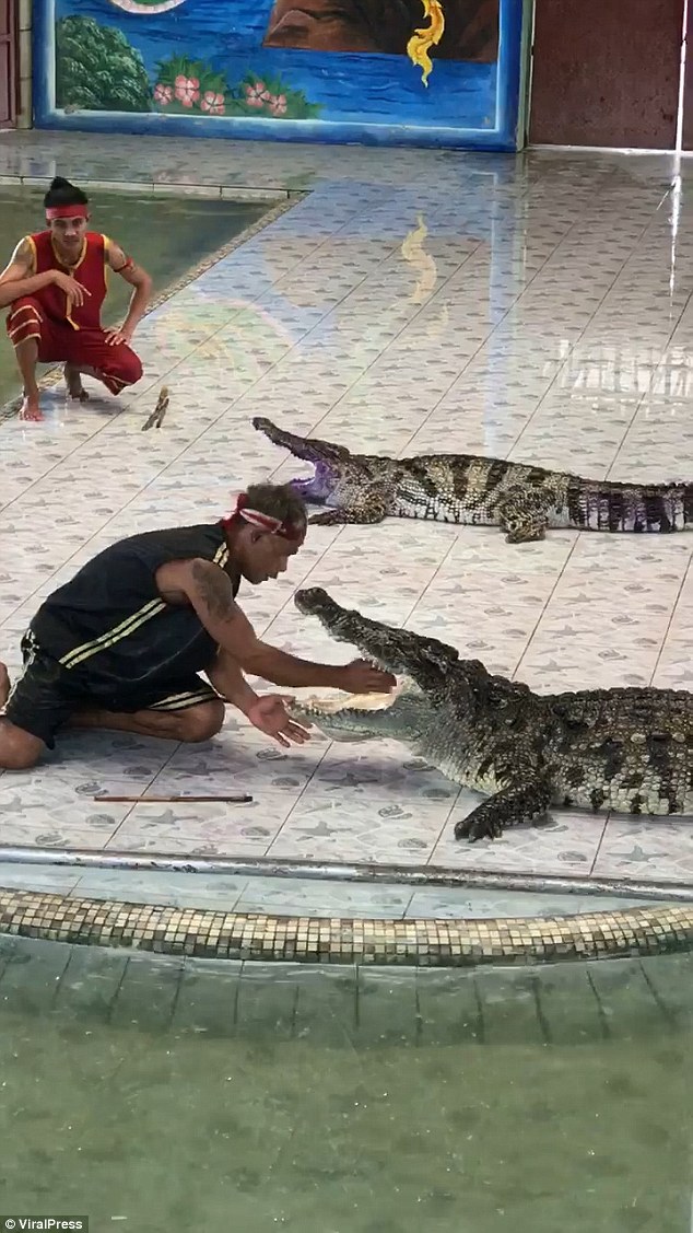 El domador y el reptil, segundo antes del incidente. (Viral Press)